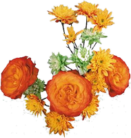 autumn flowers 